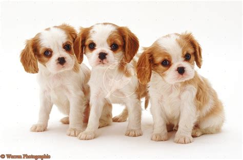 Cute Puppy Dogs: king charles spaniel puppies