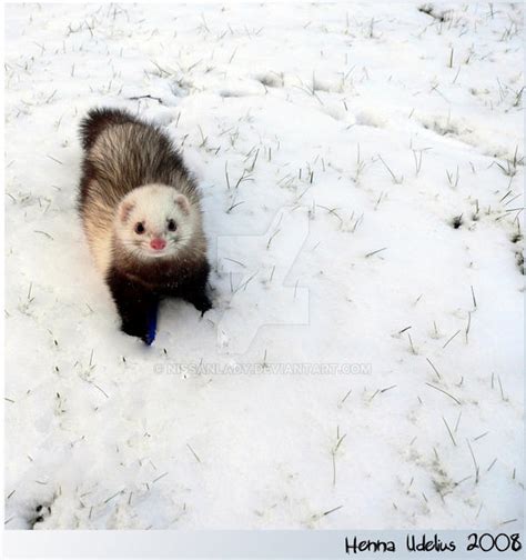 Snow ferret by NissanLady on DeviantArt