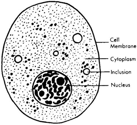 Animal Cells Under A Light Microscope