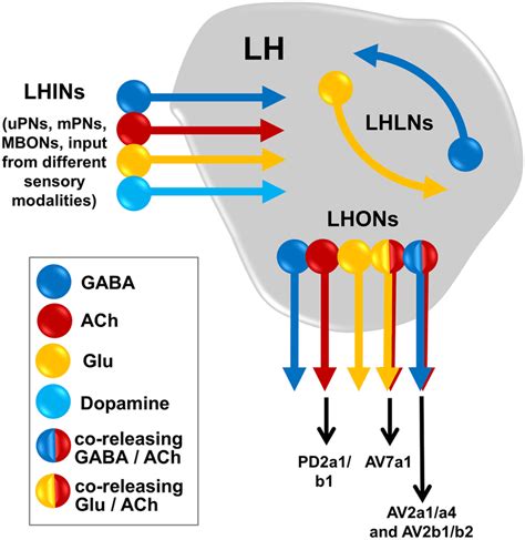 Schematic Depiction Of The Neurotransmitter Profile Of The Various