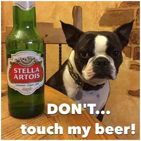 100+ Funniest Boston Terrier Memes