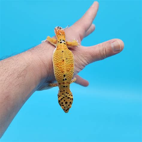Male Mandarin Inferno Tangerine Bold Emerine Leopard Gecko – Geeky