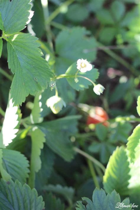 Home Garden Strawberry Patch - Lehman Lane