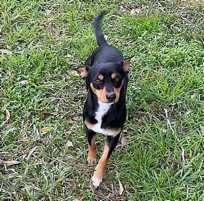 Boerne TX Chihuahua Miniature Pinscher Meet Ramsey A Pet For