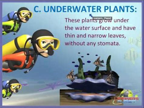 Cbse Class Science Adaptations How Plants Survive S Worksheets For