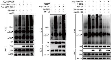 Science Advances 去泛素化酶USP7维持小鼠胚胎干细胞多能性的分子机制 知乎