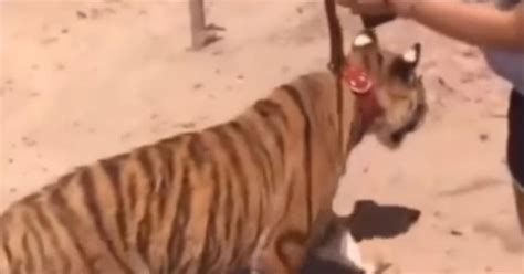 Video Joven Pasea Tigre De Bengala En Calles De Sinaloa No Come