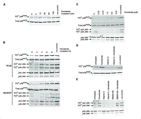 Phosphorylation Of P38 Mapk After Treatment Of Substrate Adherent Esft Download Scientific