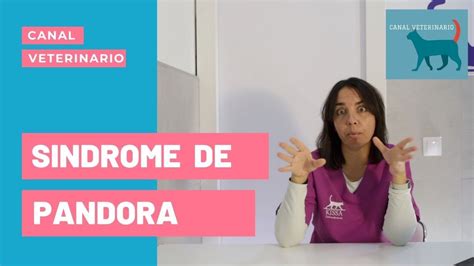 SINDROME DE PANDORA En Gatos Que Es Como Se Diagnostica YouTube