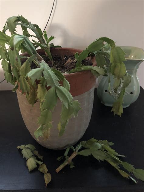 Most Common Problems With Christmas Cactus And How To Fix Them