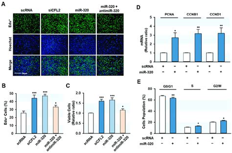 Mir P Promoted Cell Proliferation And Cell Cycle Progression