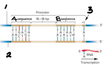 31 Prokaryotic Transcription Flashcards Quizlet