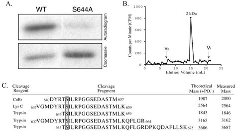 Determination Of The In Vitro Pka Phosphorylation Site A Mutation Of