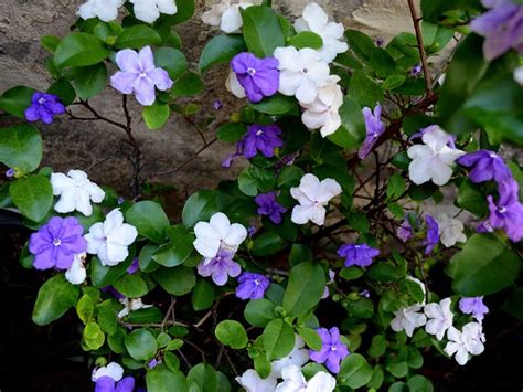 Manaca De Cheiro Planta - Manacá de Jardim Cheiro (Brunfelsia uniflora)