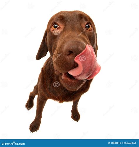 Chocolate Labrador stock photo. Image of dogs, chocolate - 10882816