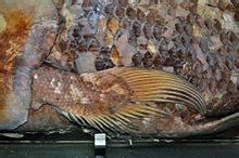 Coelacanth - Wikipedia