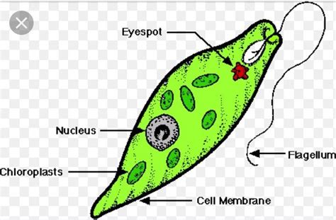 Euglena Labelled Diagram