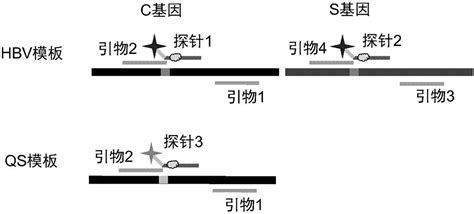 乙型肝炎病毒核酸定量检测试剂盒的制作方法