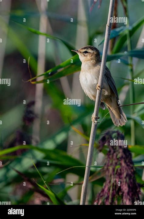 Marsh Warbler Acrocephalus Palustris From Vejlerne Northern Denmark