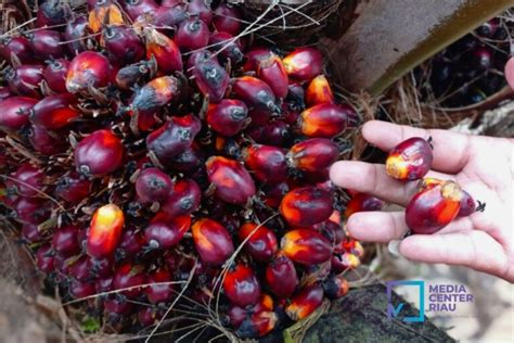 Harga Tbs Kelapa Sawit Petani Mitra Swadaya Riau Sebesar Rp Kg