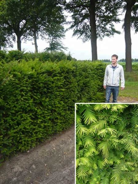 Eibe Heimische Eibe Fertighecke Heckenelement Cm Taxus Baccata