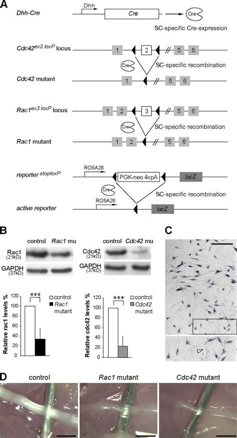 Recombination Of The Conditional Cdc42 And Rac1 Alleles In Scs Of Download Scientific Diagram