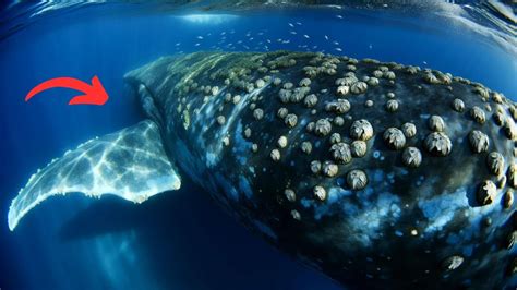 Why Barnacles Attach To Whales YouTube