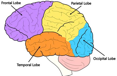 Brain Facts: The Four Lobes #brain #psychology #science #kids # ...