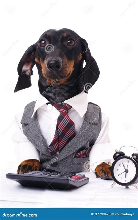 Dog Wearing Suit