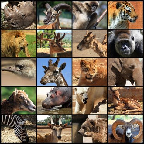 2+ Mammals collage Free Stock Photos - StockFreeImages