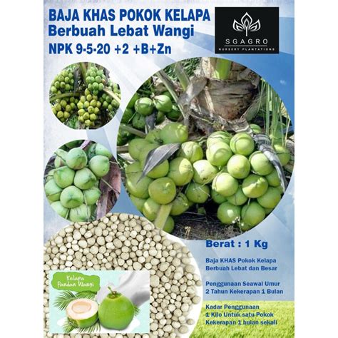 Baja Khas Pokok Kelapa Lebat Dan Besar Termurah 1kg Shopee Malaysia