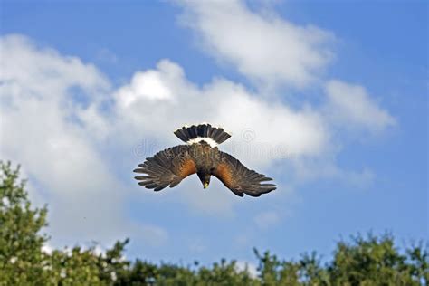 Buse De Harris Parabuteo Unicinctus Stock Image Image Of Movement