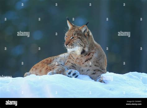 Eurasian Lynx Lynx Lynx Lynx Lying In The Snow Germany Bavarian