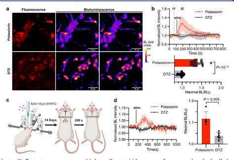 Figure 5 From Bioluminescence Imaging Of Potassium Ion Using A Sensory