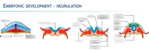 Label the Stages of Neurulation Diagram | Quizlet