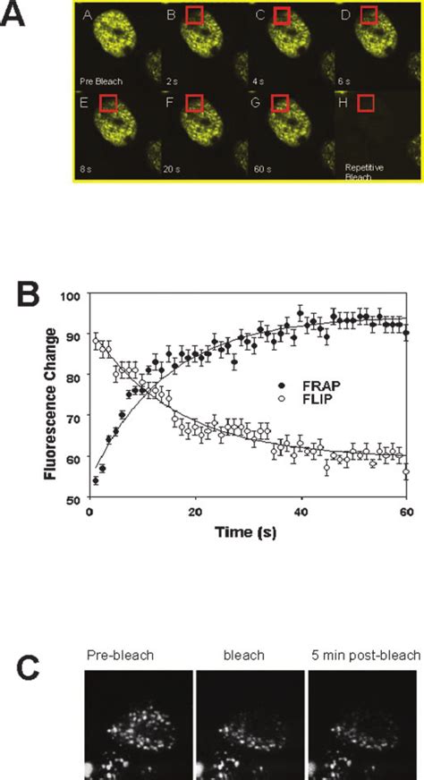 Diffusion Dynamics Of E47 Eyfp As Determined By Frap And Flip A A