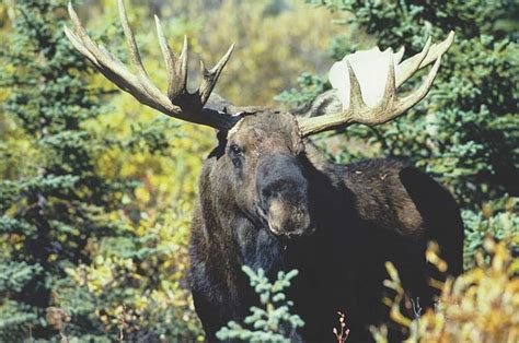 Alaska Moose Viewing Parks Trails And Other Hot Spots Alaskaorg