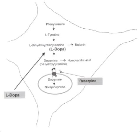 Major pathway for the synthesis of noradrenaline in a neuron.... | Download Scientific Diagram