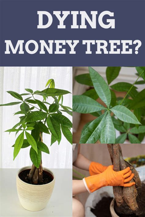 Dying Money Tree Crucial Tips To Save Your Pachira Aquatica