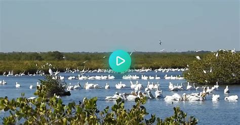 Florida Birding Trip 01 2023 White Pelicans Roseate Spoonbill Armadillo Merlin Wood Storks