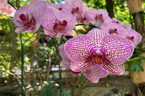 Orquidea Phalaenopsis Tipos E Dicas De Cultivo Blog Da Cobasi