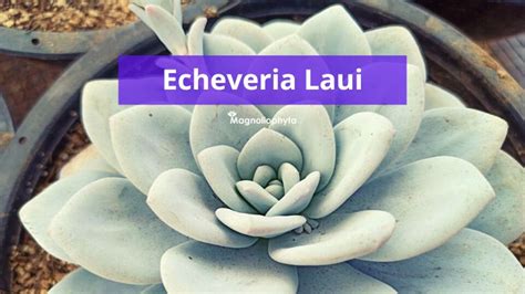 Echeveria Laui Lo Que Necesitas Saber De Esta Suculenta Mexicana