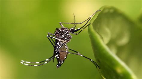 Salud emite alerta epidemiológica ante probable aparición de dengue