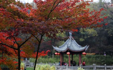 南京真正的秋天，从栖霞山的一抹红开始，栖霞山最佳赏枫路线财经头条