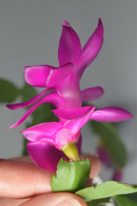 Schlumbergera Hybrid Thor Sharon Epiphytic Cacti