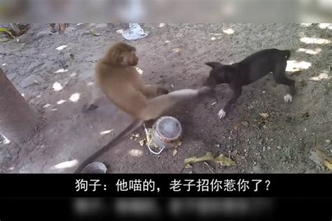 狗狗和猴子打架，猴子尽出“下三滥”的招式，镜头记录搞笑一幕猴子招式镜头