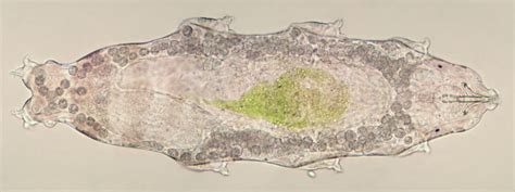 Genetics - Tardigrades