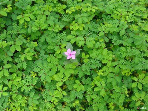 Saiba Tudo Sobre Ervas Daninhas Plantasonya O Seu Blog Sobre