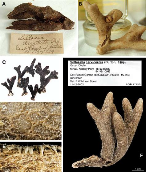 A. Sollasella digitata Lendenfeld, 1888, photo of lectotype specimen,... | Download Scientific ...