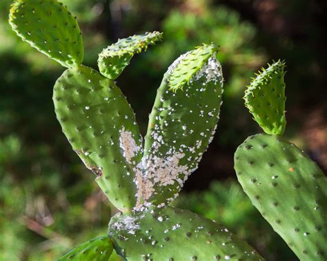 How To Get Rid Of Mealybugs On Your Cactus And Prevent Them From Comin The Mosquito Company